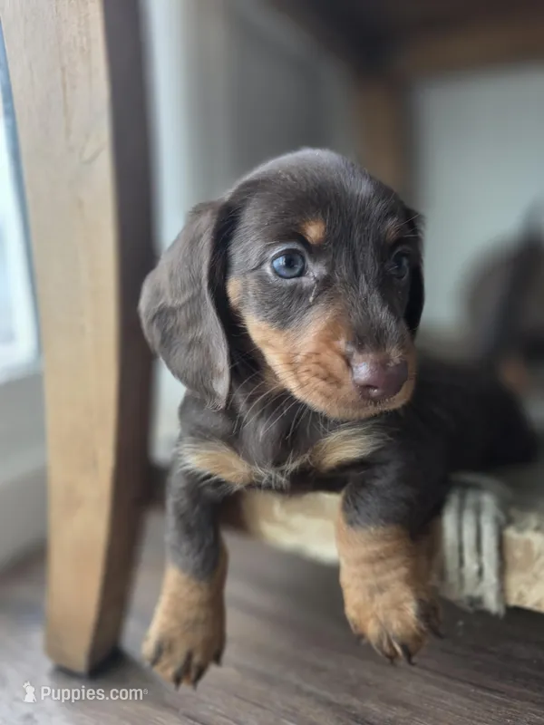 Taylor – Dachshund puppy for sale in Los Angeles, CA
