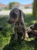 Juicey , a female Doberman Pinscher for sale in Los Angeles, CA – 5 of 7