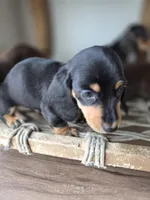 Tupac, a male Dachshund for sale in Los Angeles, CA – Photo 5 of 6