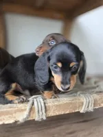 Tupac, a male Dachshund for sale in Los Angeles, CA – Photo 2 of 6