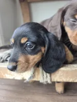 Tupac, a male Dachshund for sale in Los Angeles, CA – Photo 1 of 6