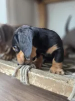 Tupac, a male Dachshund for sale in Los Angeles, CA – Photo 3 of 6