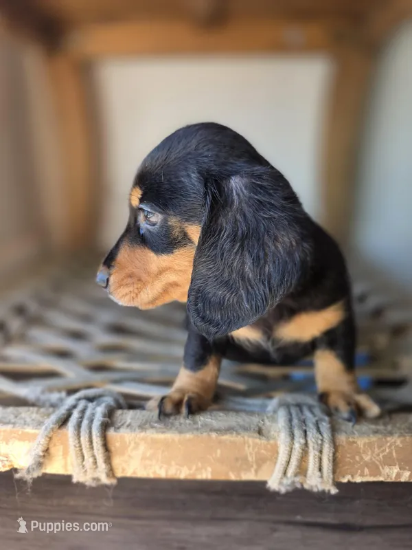 Tupac – Dachshund puppy for sale in Los Angeles, CA
