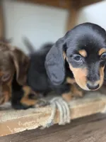 Tupac, a male Dachshund for sale in Los Angeles, CA – Photo 6 of 6