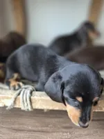 Tupac, a male Dachshund for sale in Los Angeles, CA – Photo 4 of 6