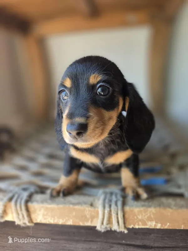 Tupac – Dachshund puppy for sale in Los Angeles, CA