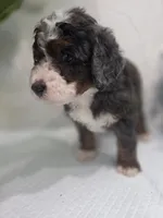 Lucy, a  Saint Berdoodle for sale in Los Angeles, CA – 6 of 9