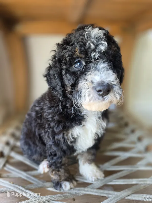 Ditta – Goldendoodle, Saint Berdoodle puppy for sale in Los Angeles, CA