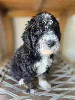 Ditta, a female Goldendoodle and Saint Berdoodle for sale in Los Angeles, CA – 1 of 10