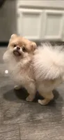 Jackie , a female Pomeranian for sale in Los Angeles, CA – 7 of 9