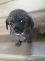 Young Thug, a male Pomeranian and Miniature Dachshund for sale in Los Angeles, CA – 5 of 6