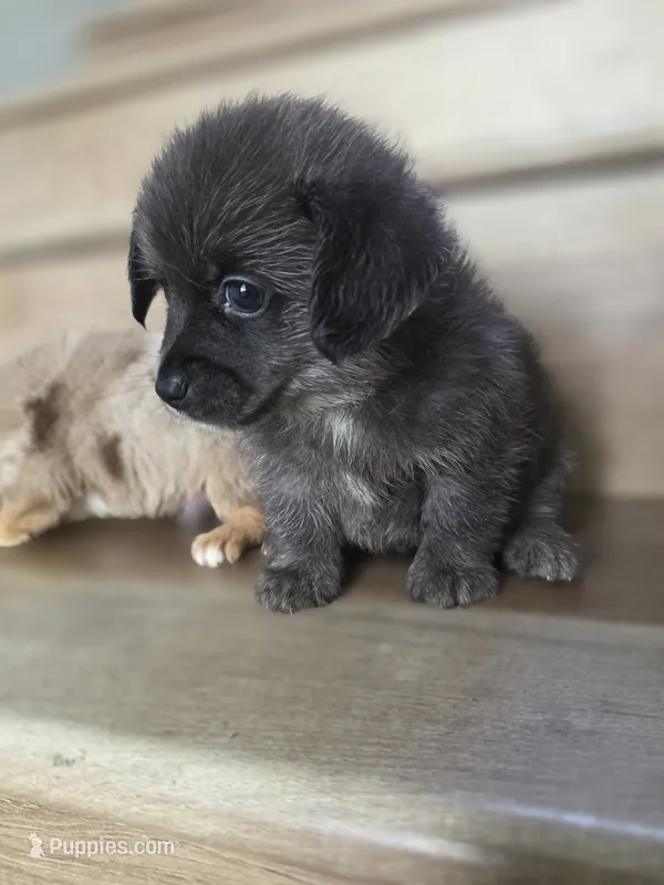 Young Thug – Pomeranian, Miniature Dachshund puppy for sale in Los Angeles, CA