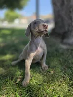 Karma, a female Doberman Pinscher for sale in Los Angeles, CA – 10 of 10