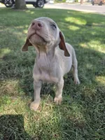 Karma, a female Doberman Pinscher for sale in Los Angeles, CA – 6 of 10