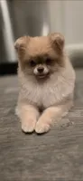 Jackie , a female Pomeranian for sale in Los Angeles, CA – 2 of 9