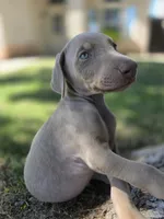 Pablo El Magico, a male Doberman Pinscher for sale in Los Angeles, CA – 5 of 9
