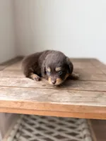 Hershey , a female Pomeranian and Miniature Dachshund for sale in Los Angeles, CA – 3 of 5