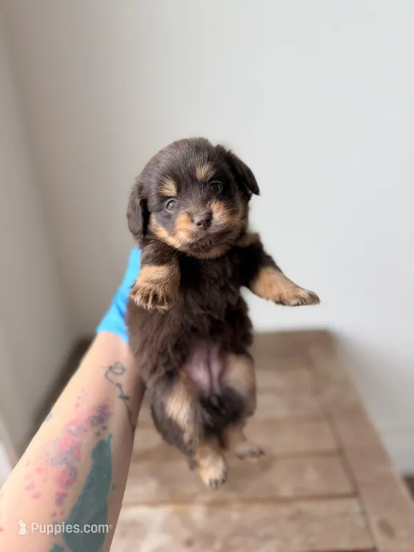 Hershey  – Pomeranian, Miniature Dachshund puppy for sale in Los Angeles, CA