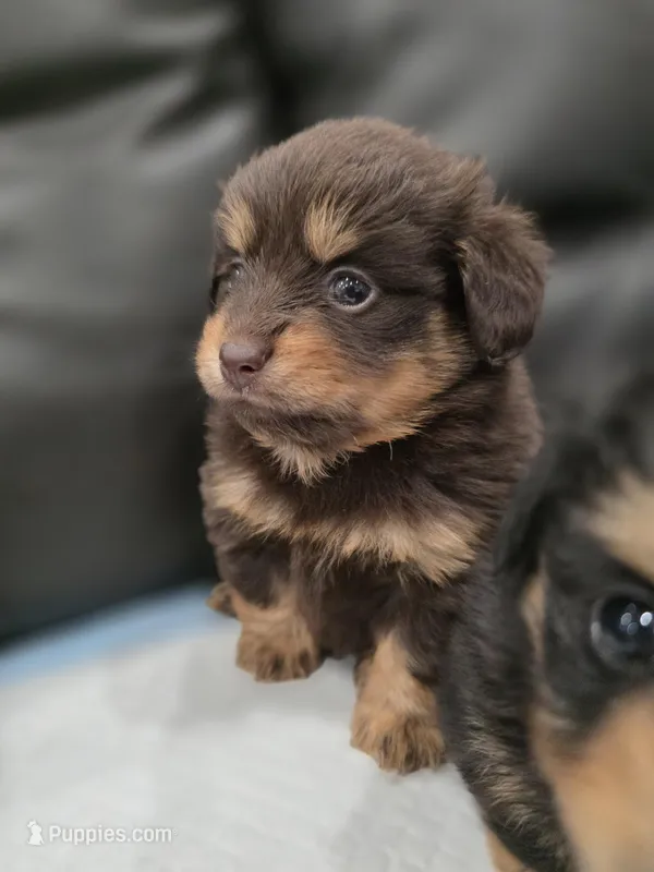 Hershey  – Pomeranian, Miniature Dachshund puppy for sale in Los Angeles, CA