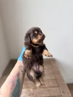 Hershey , a female Pomeranian and Miniature Dachshund for sale in Los Angeles, CA – 5 of 5