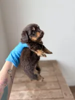 Hershey , a female Pomeranian and Miniature Dachshund for sale in Los Angeles, CA – 2 of 5