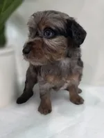 Cherry, a  Saint Berdoodle for sale in Los Angeles, CA – 6 of 8