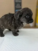 Bear, a male Pomeranian and Miniature Dachshund for sale in Los Angeles, CA – 3 of 7