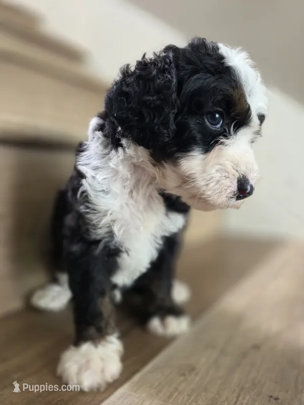 Axxel – Saint Berdoodle puppy for sale in Los Angeles, CA