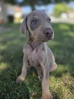 Lorraine , a female Doberman Pinscher for sale in Los Angeles, CA – 3 of 10