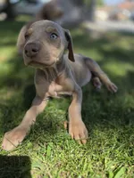 Lorraine , a female Doberman Pinscher for sale in Los Angeles, CA – 8 of 10