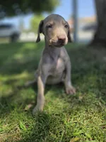 Karma, a female Doberman Pinscher for sale in Los Angeles, CA – 7 of 10