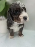 Lucy, a  Saint Berdoodle for sale in Los Angeles, CA – 4 of 9