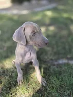 Lucy, a female Doberman Pinscher for sale in Los Angeles, CA – 5 of 10