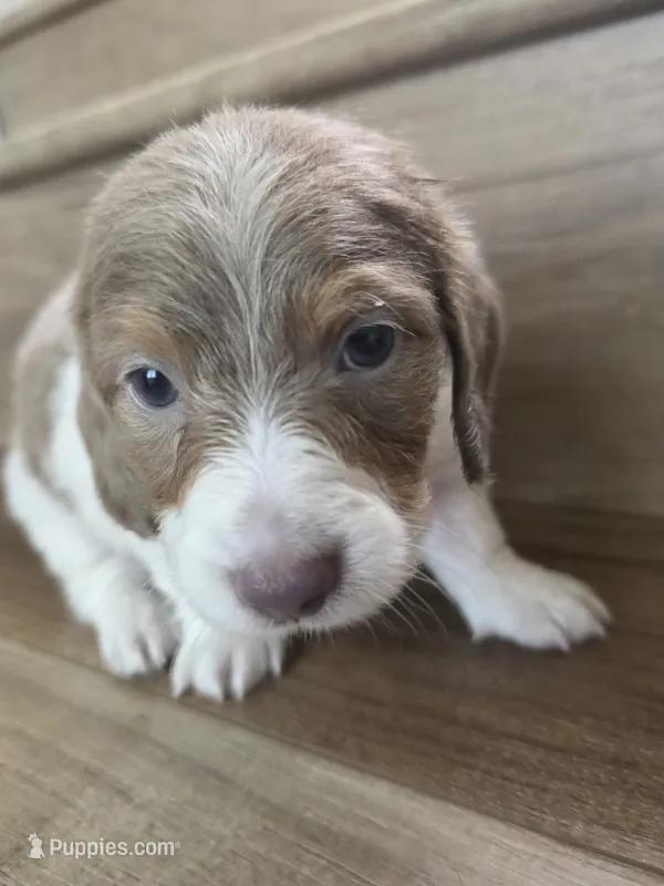 Borat – Miniature Dachshund puppy for sale in Los Angeles, CA