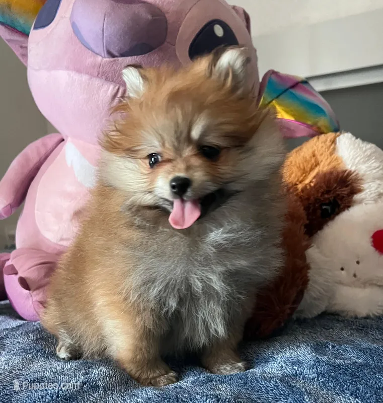 Ani – Pomeranian puppy for sale in Los Angeles, CA