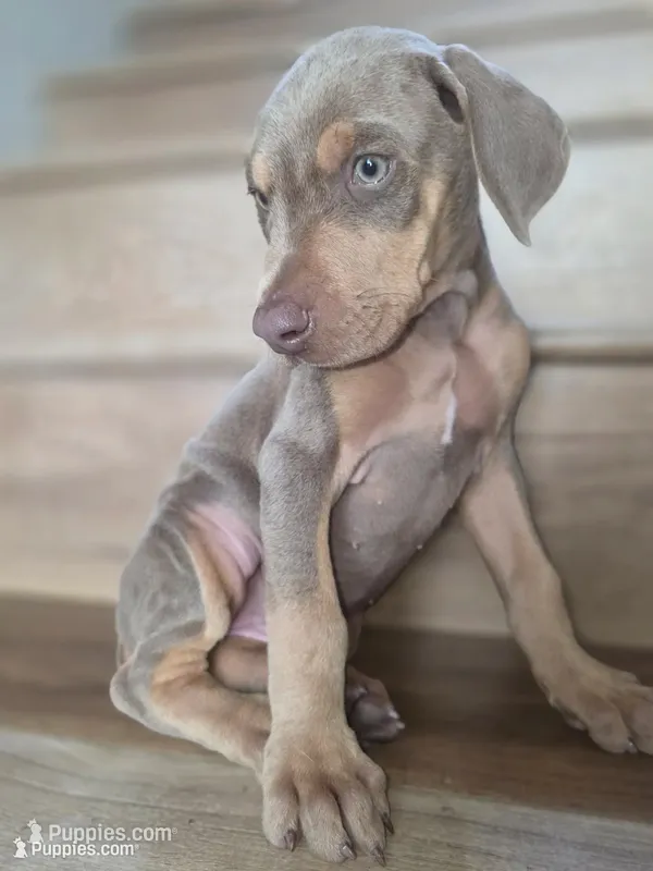 Lorraine  – Doberman Pinscher puppy for sale in Los Angeles, CA