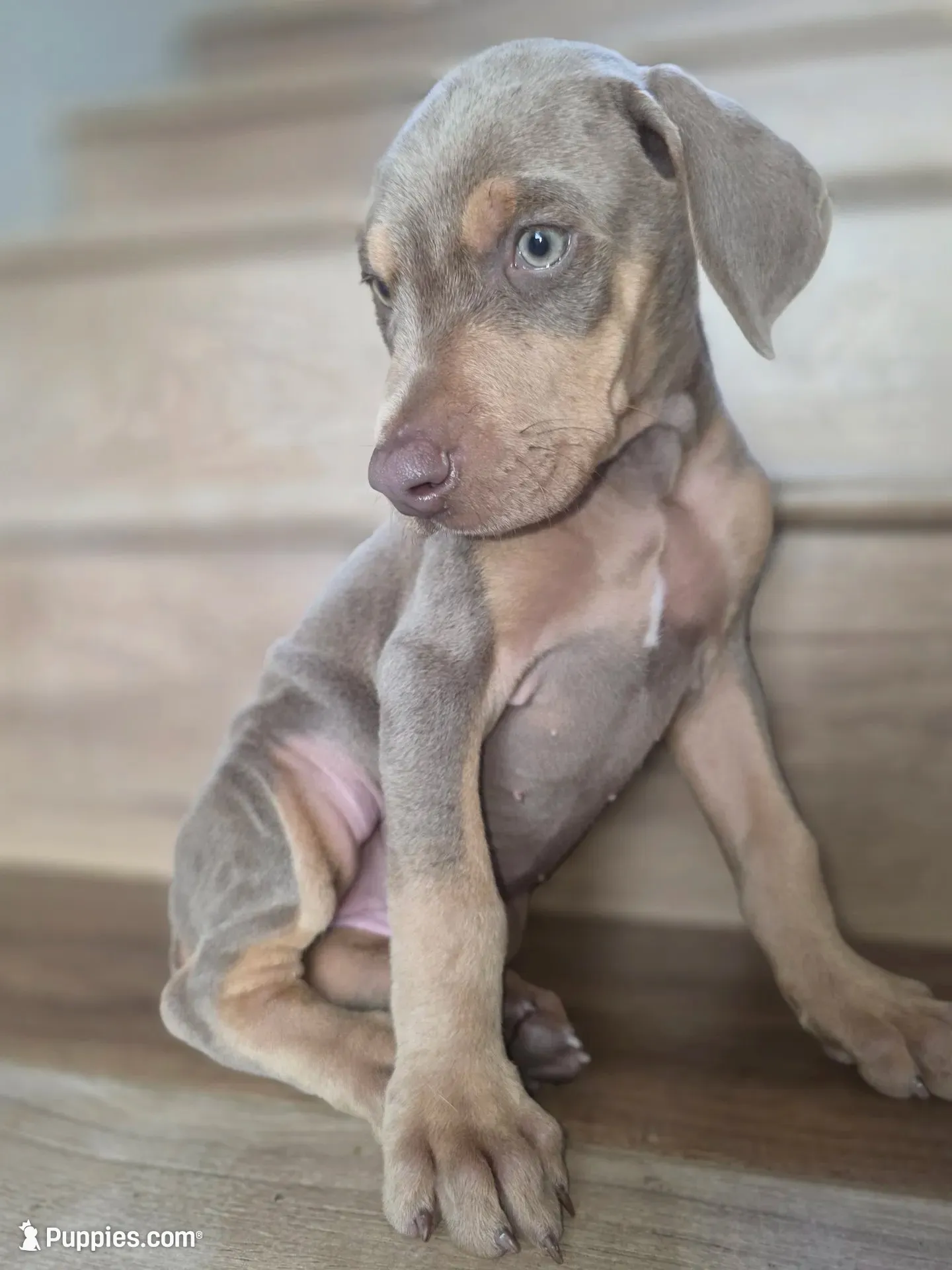 Lorraine , a female Doberman Pinscher for sale in Los Angeles, CA – 1 of 9