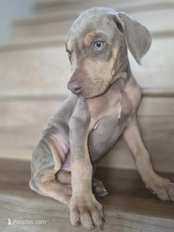 Lorraine  – Doberman Pinscher puppy for sale in Los Angeles, CA