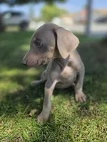 Karma, a female Doberman Pinscher for sale in Los Angeles, CA – 3 of 10