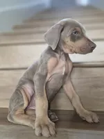 Lorraine , a female Doberman Pinscher for sale in Los Angeles, CA – 8 of 9