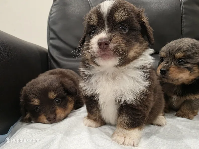 Dorito – Pomeranian, Miniature Dachshund puppy for sale in Los Angeles, CA