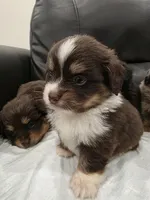 Dorito, a male Pomeranian and Miniature Dachshund for sale in Los Angeles, CA – 2 of 9