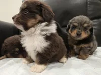 Dorito, a male Pomeranian and Miniature Dachshund for sale in Los Angeles, CA – 3 of 9