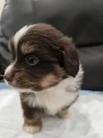 Dorito, a male Pomeranian and Miniature Dachshund for sale in Los Angeles, CA – 7 of 9