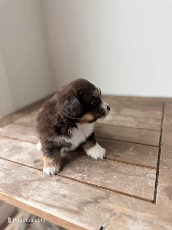 Dorito – Dachshund, Pomeranian puppy for sale in Los Angeles, CA