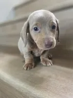 Migue, a  Miniature Dachshund for sale in Los Angeles, CA – 3 of 6