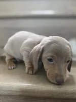 Migue, a  Miniature Dachshund for sale in Los Angeles, CA – 5 of 6