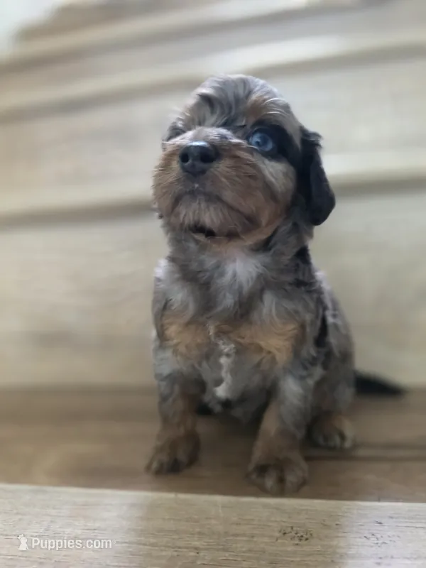 Cherry – Saint Berdoodle puppy for sale in Los Angeles, CA
