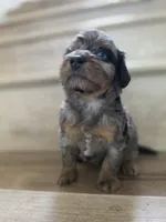 Cherry, a  Saint Berdoodle for sale in Los Angeles, CA – 1 of 8
