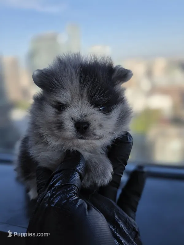 Dora – Pomeranian puppy for sale in Los Angeles, CA